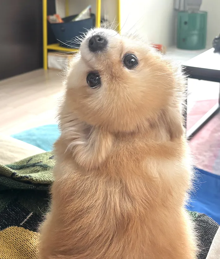 ポメラニアン