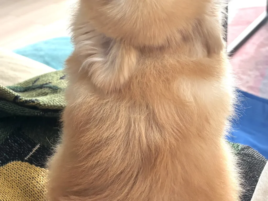 ポメラニアン