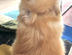 ポメラニアン