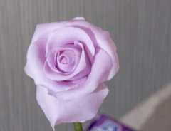 バラ