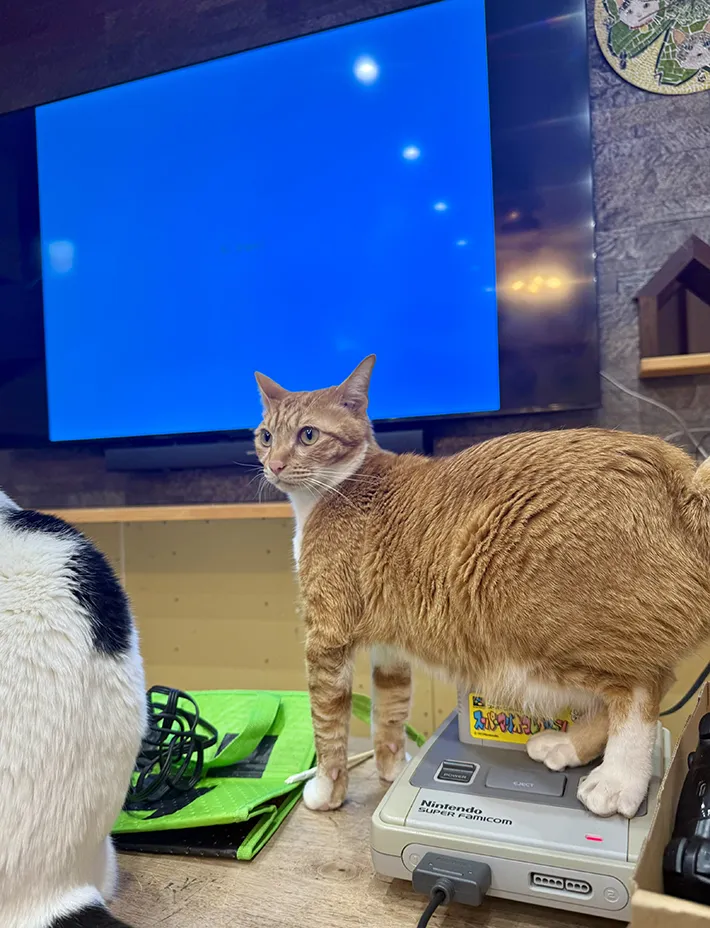 猫