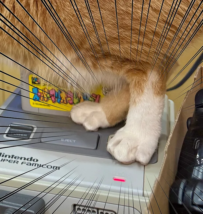 猫