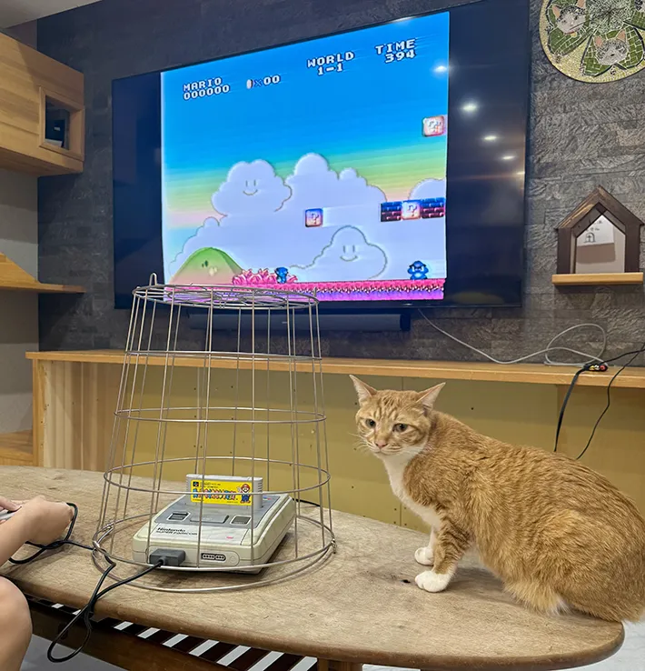 猫