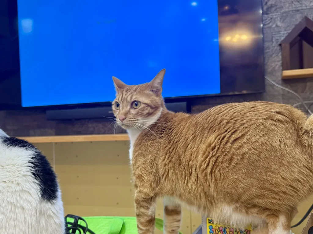 猫