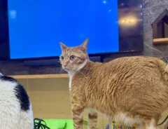 猫