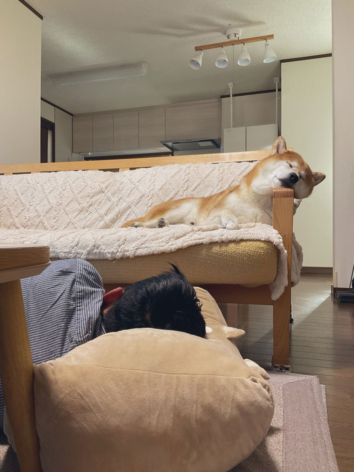 柴犬と飼い主