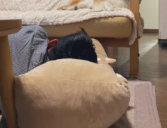 柴犬