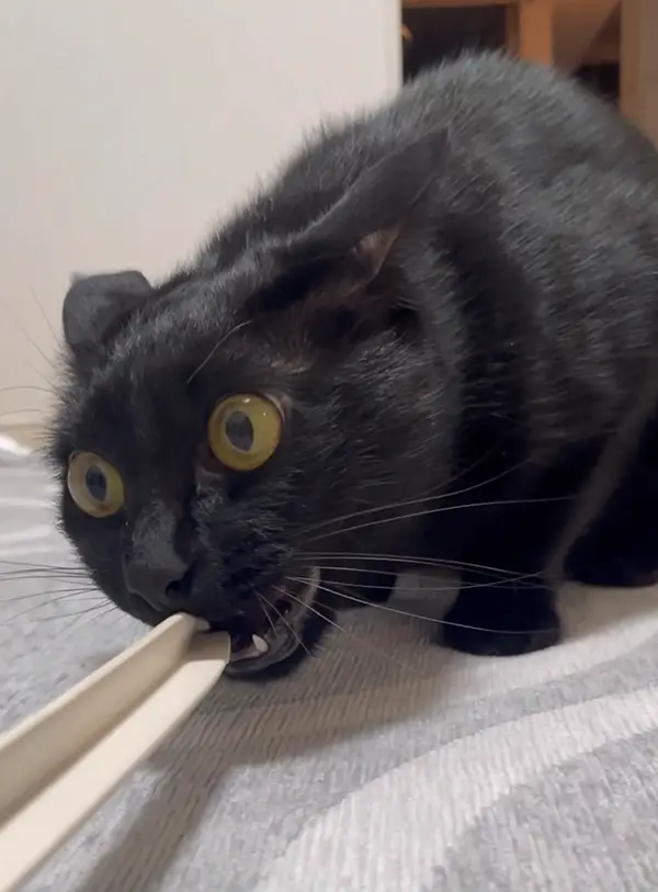 黒猫の写真