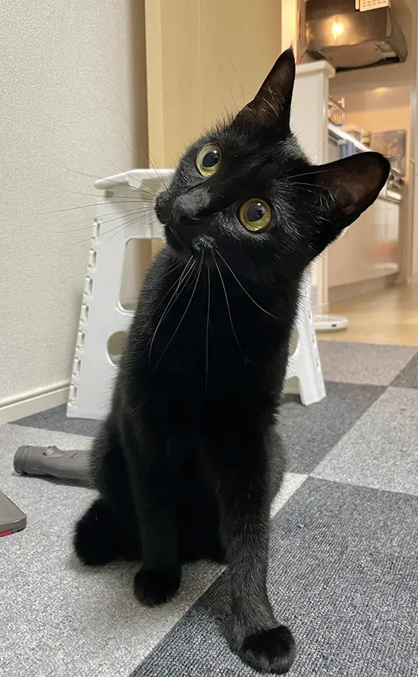 黒猫の写真