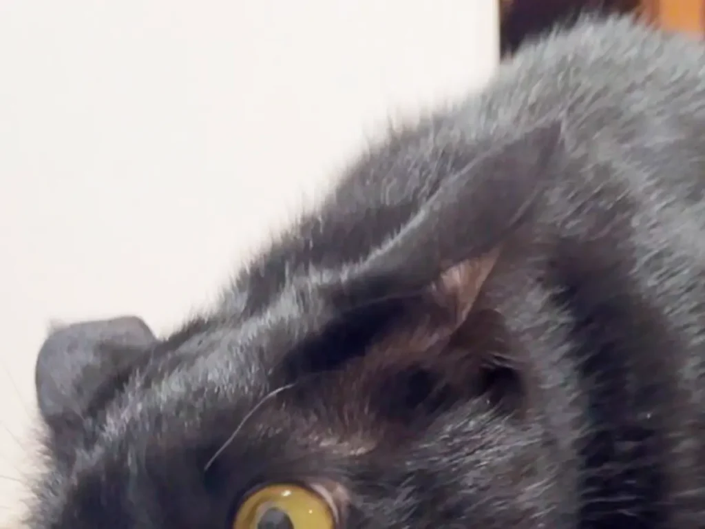 黒猫の写真