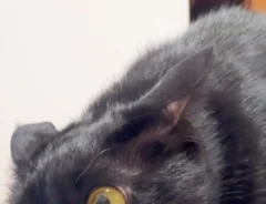 黒猫の写真