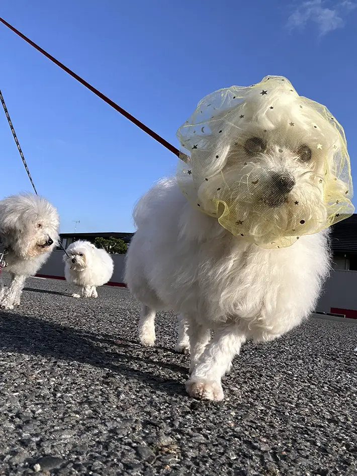 拾い食い防止ネットにすっかり慣れた犬の写真