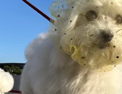 防食ネット犬の写真