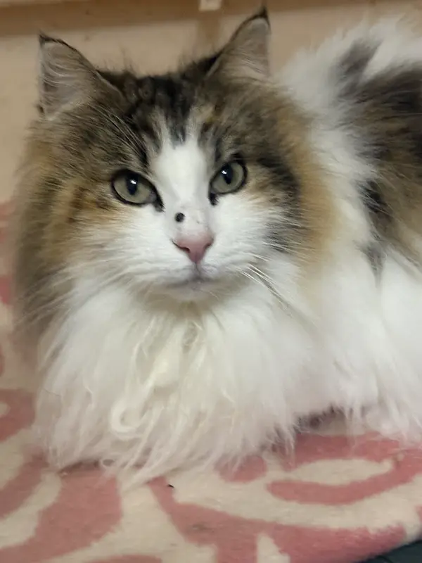 猫の写真