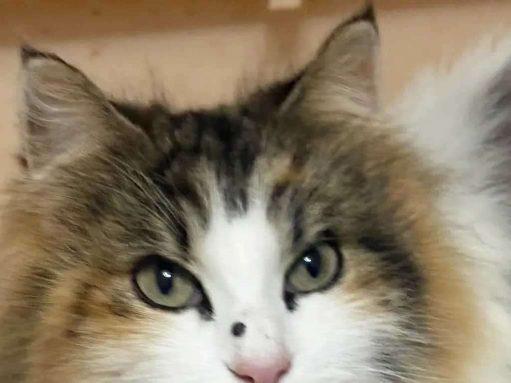 猫の写真