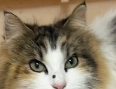 猫の写真