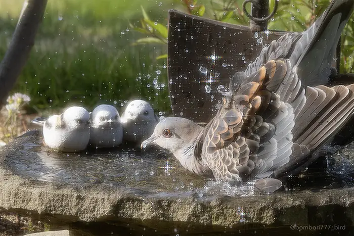 水遊びをするハトの写真