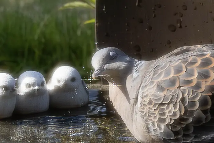 水遊びをするハトの写真
