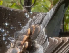 水遊びをするハトの写真
