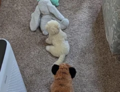 4歳児のパーティーに遅刻した父親の写真