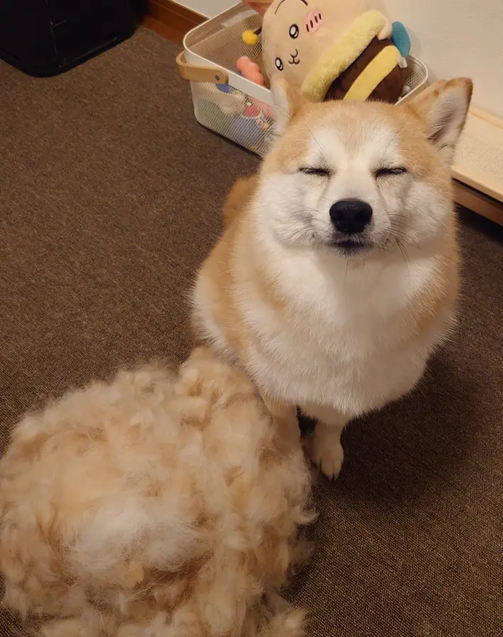 柴犬の『衣替え』後の姿　隣に並ぶ『抜け毛の量』に「もう1匹いる！」の写真