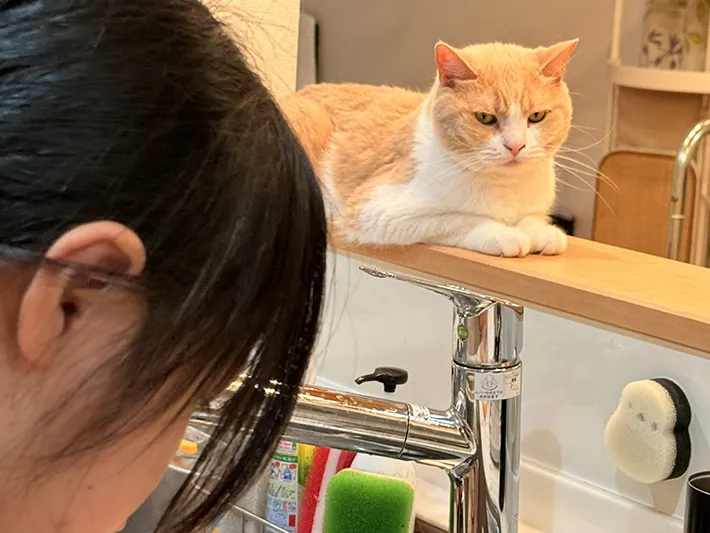 料理を見守る猫