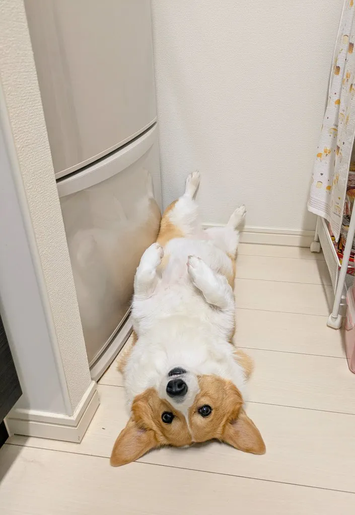 コーギー