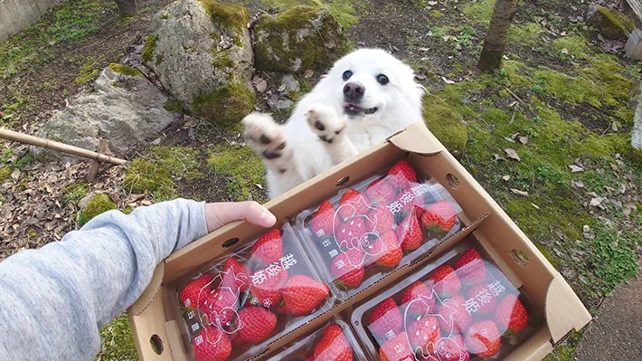 犬の楽くんの画像（撮影：grape編集部）
