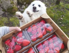 イチゴと犬の楽くんの画像