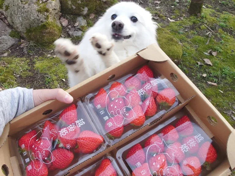 イチゴと犬の楽くんの画像