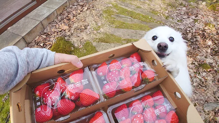 犬の楽くんの画像