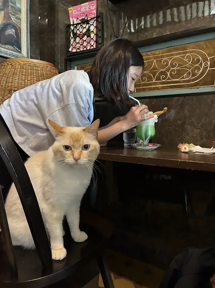 椅子に座る猫と、その後ろで中腰になってドリンクを飲む客の写真