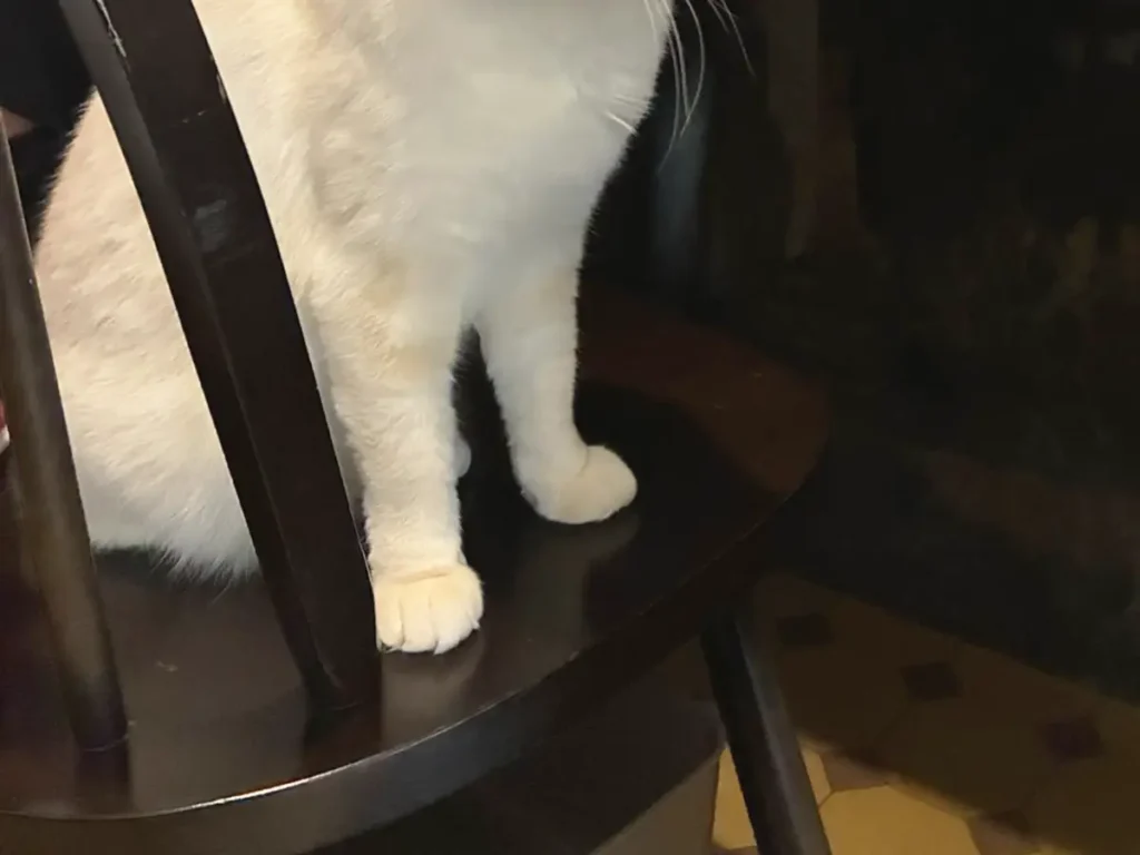 椅子に座る猫と、その後ろで中腰になってドリンクを飲む客の写真