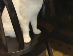 椅子に座る猫と、その後ろで中腰になってドリンクを飲む客の写真