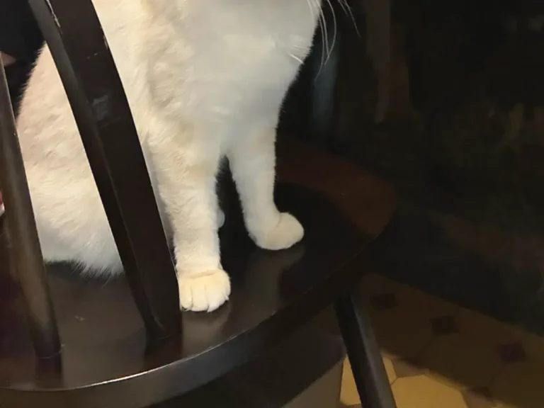 椅子に座る猫と、その後ろで中腰になってドリンクを飲む客の写真