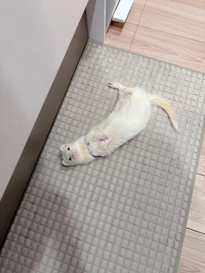 キッチンマットに寝転んで上目遣いでこちらを見つめる、白いフェレットの写真