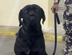 犬を迎えに行くロードトリップの写真