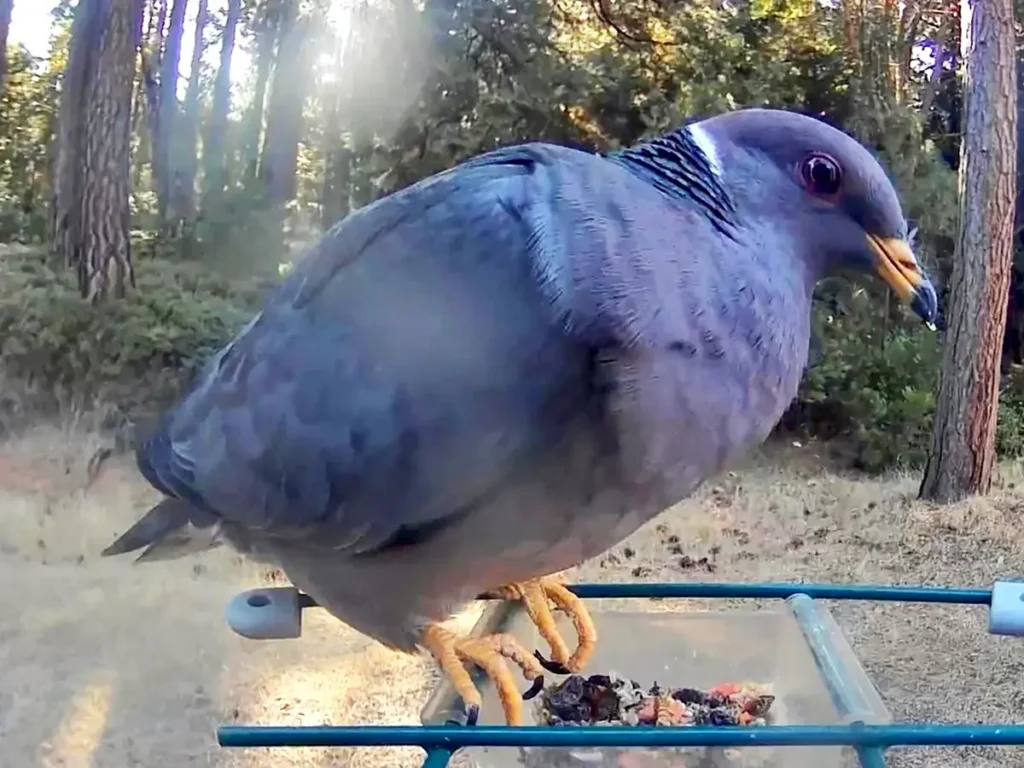 野鳥のエサ台に乗ったハト