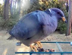 野鳥のエサ台に乗ったハト
