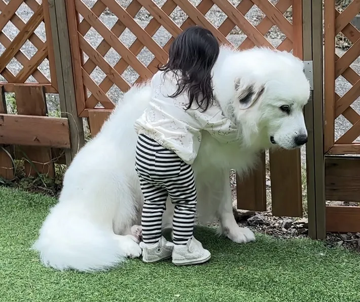 3歳の娘さんがグレートピレニーズの愛犬、シュシュちゃんを抱きしめている写真