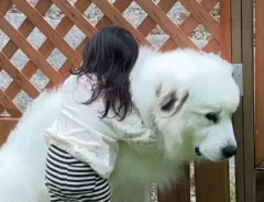 嫌なことがあった時は？　3歳娘と犬の写真に「心が温まった」