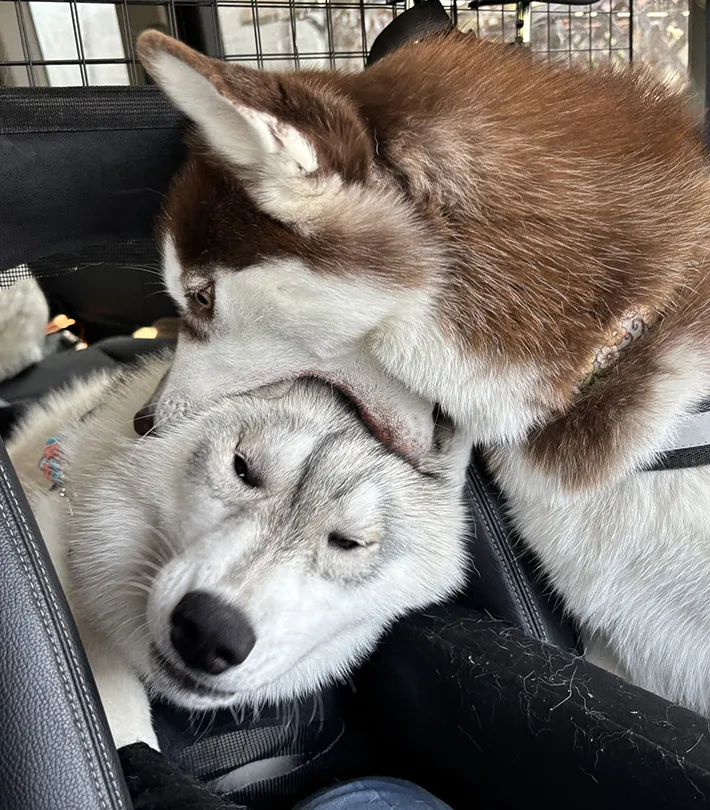 ハスキー