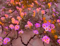 米国デス・バレーの大開花