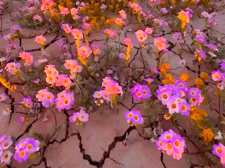 米国デス・バレーの大開花