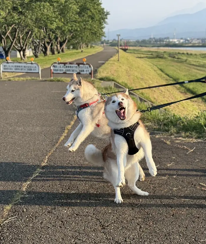 大はしゃぎするシベリアンハスキー親子の写真