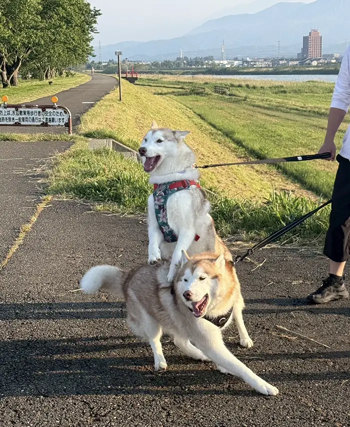大はしゃぎするシベリアンハスキー親子の写真