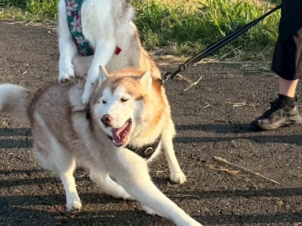 大はしゃぎするシベリアンハスキー親子の写真