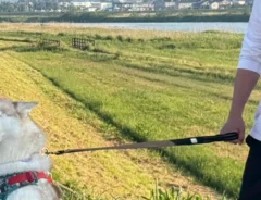 大はしゃぎするシベリアンハスキー親子の写真