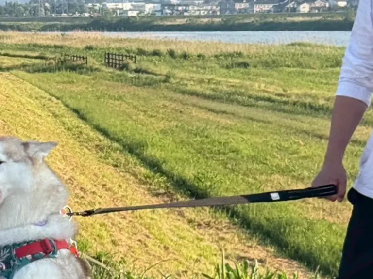 大はしゃぎするシベリアンハスキー親子の写真