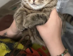 飼い主の手の中でそのまま眠る猫の写真